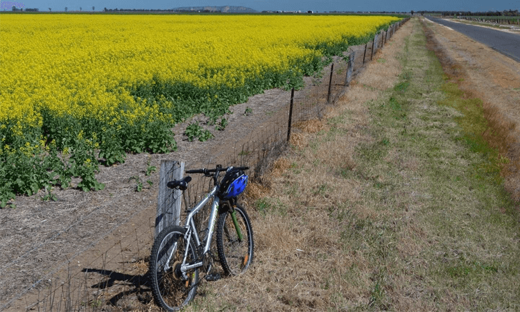 Grapples Cycle Event VIC 2023 flowering crops