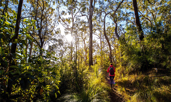 Gondwana Forest Challenge 550x330px